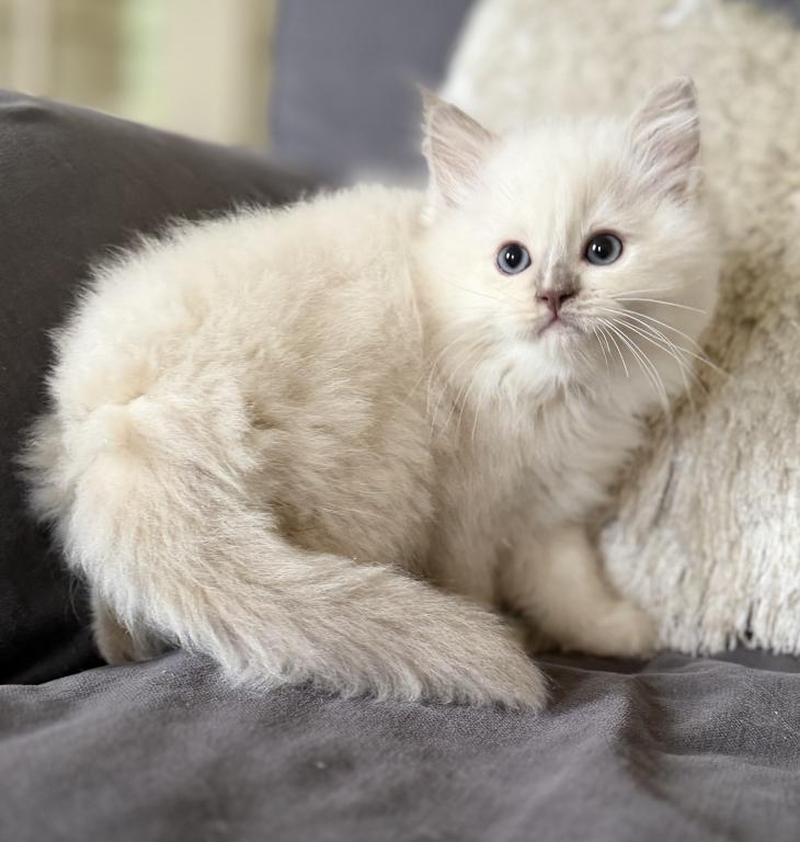 TICA Lilac Mitted Ragdoll With Blaze photo 8
