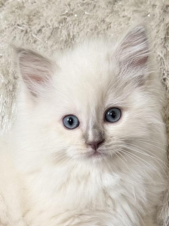 TICA Lilac Mitted Ragdoll With Blaze photo 22