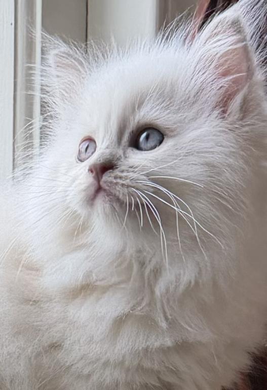 TICA Lilac Mitted Ragdoll With Blaze photo 31