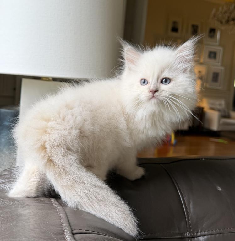 TICA Lilac Mitted Ragdoll With Blaze photo 25