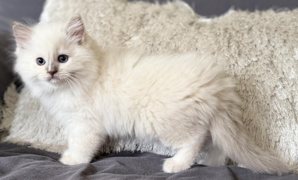 TICA Lilac Mitted Ragdoll With Blaze photo 13