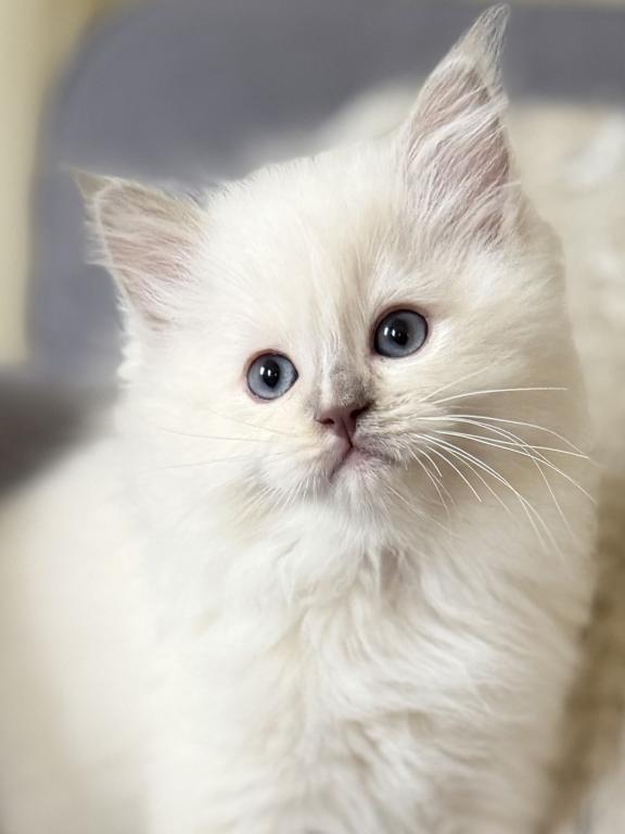 TICA Lilac Mitted Ragdoll With Blaze photo 9