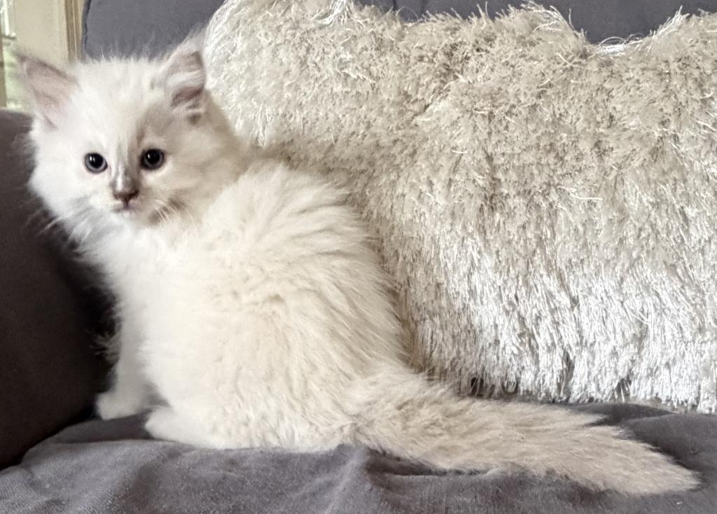 TICA Lilac Mitted Ragdoll With Blaze photo 4