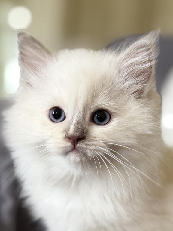 TICA Lilac Mitted Ragdoll With Blaze photo 10