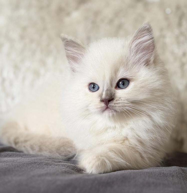 TICA Lilac Mitted Ragdoll With Blaze photo 20