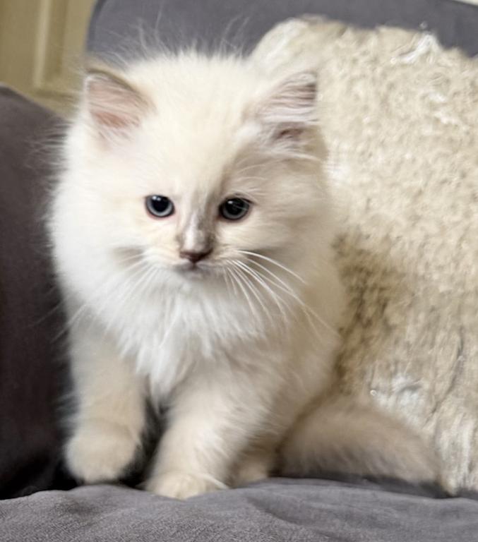 TICA Lilac Mitted Ragdoll With Blaze photo 6