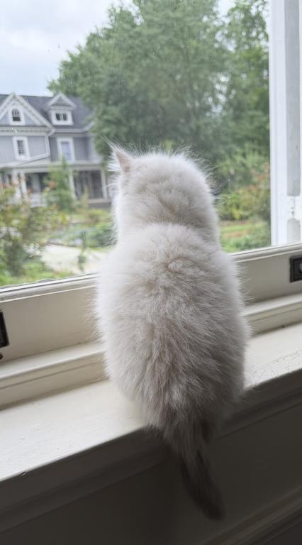 TICA Lilac Mitted Ragdoll With Blaze photo 26