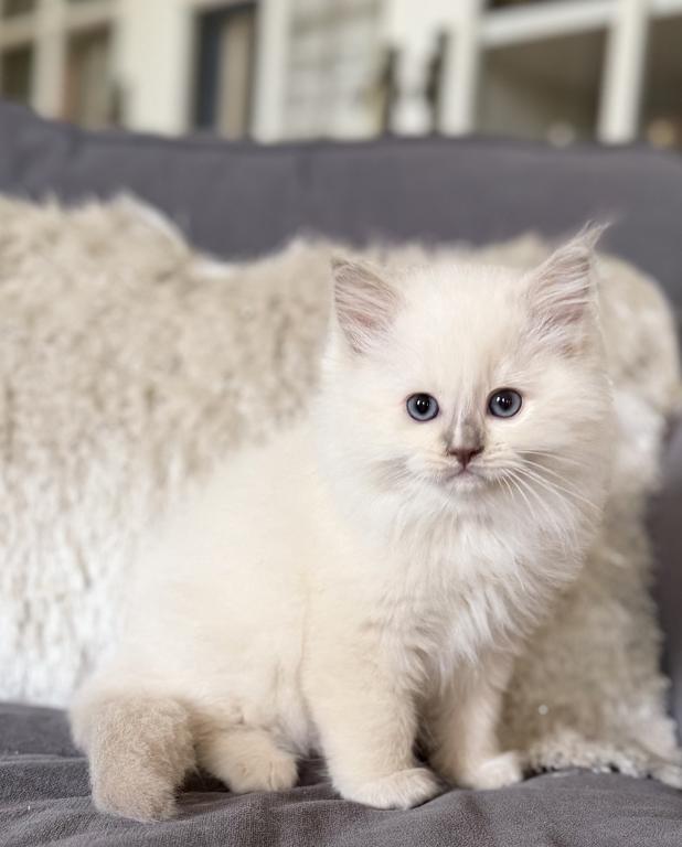 TICA Lilac Mitted Ragdoll With Blaze photo 14