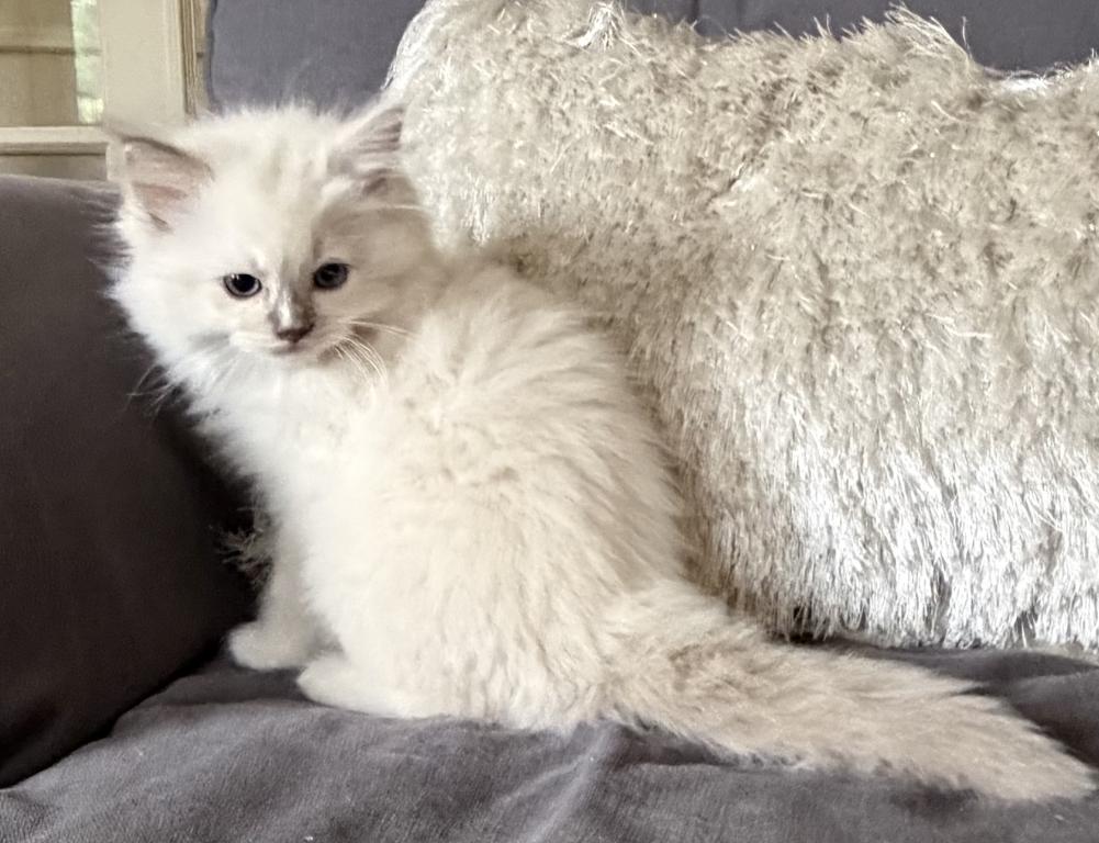 TICA Lilac Mitted Ragdoll With Blaze photo 3
