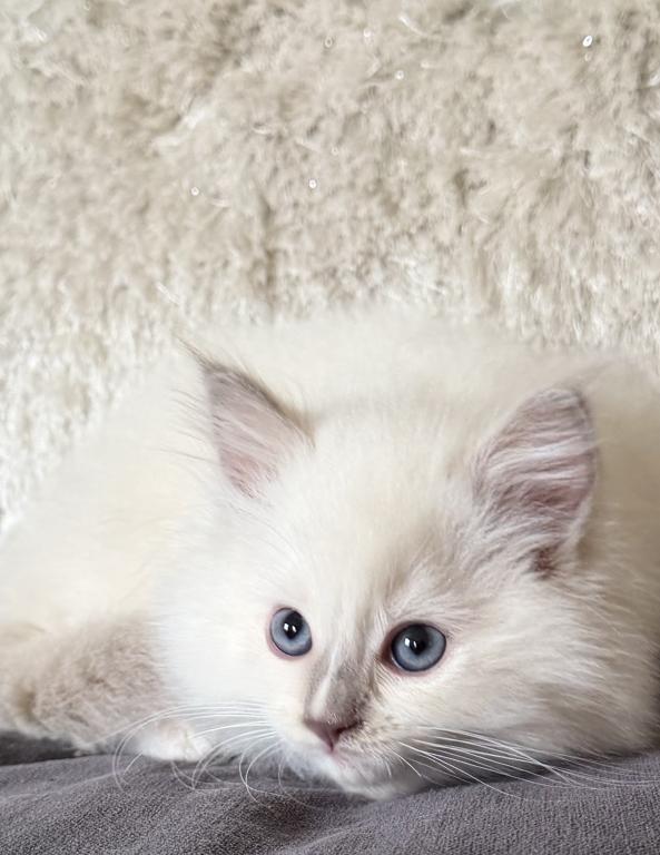 TICA Lilac Mitted Ragdoll With Blaze photo 18