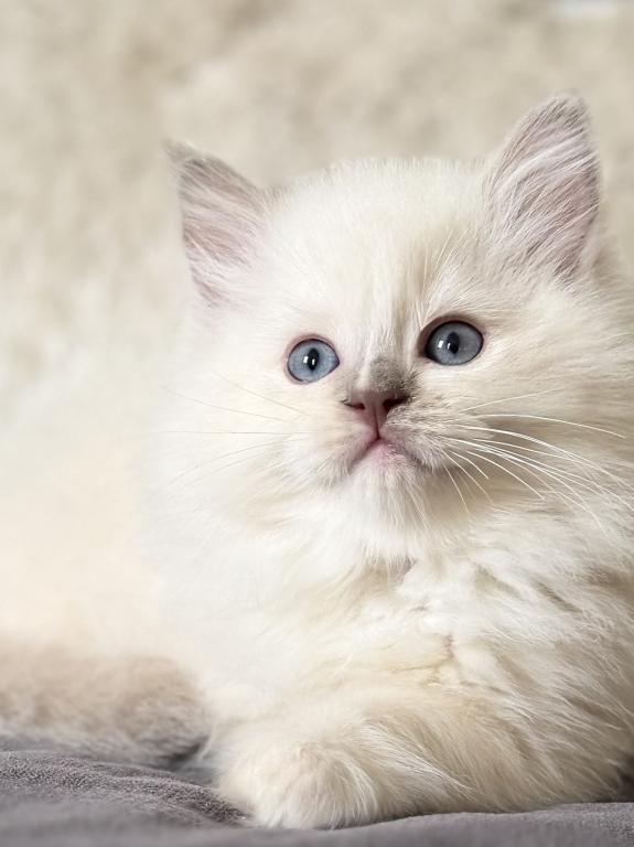 TICA Lilac Mitted Ragdoll With Blaze photo 19