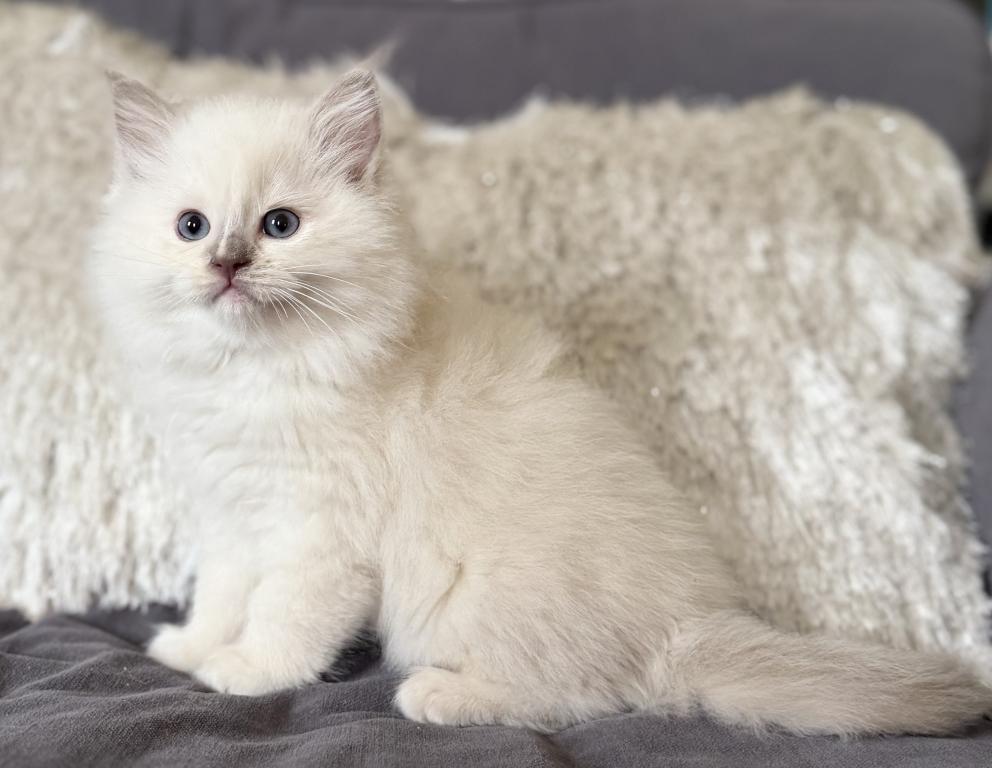 TICA Lilac Mitted Ragdoll With Blaze photo 1