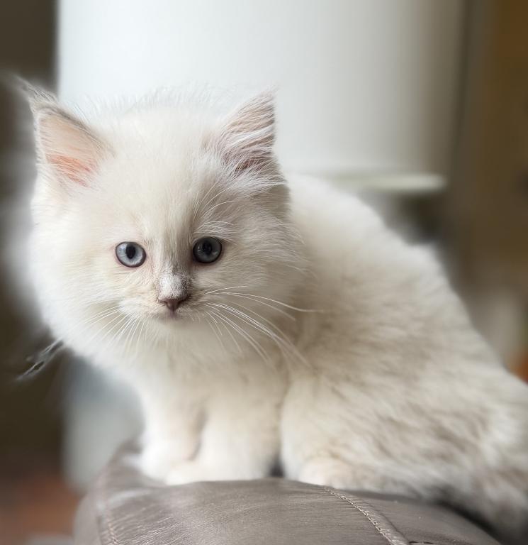 TICA Lilac Mitted Ragdoll With Blaze photo 24