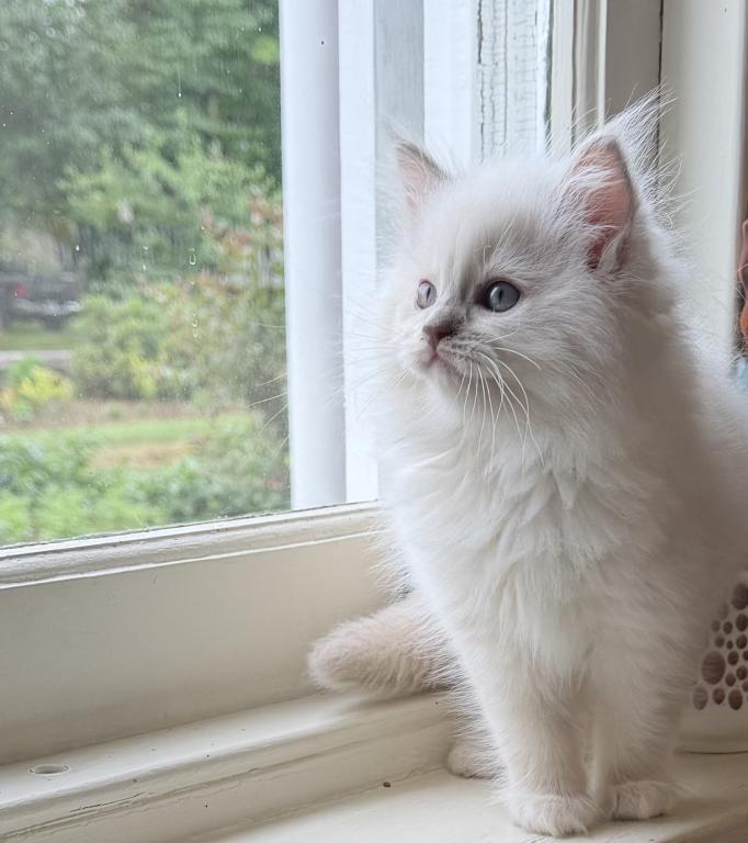TICA Lilac Mitted Ragdoll With Blaze photo 30