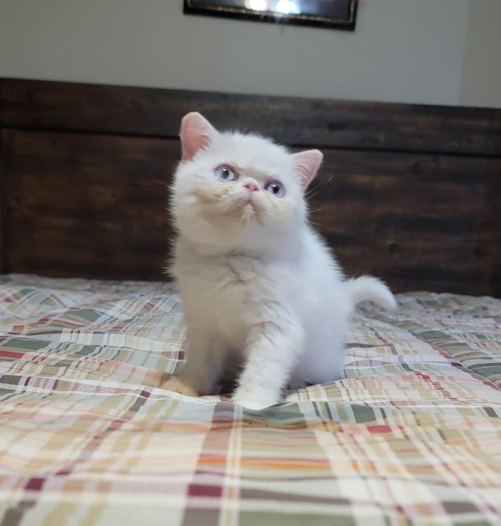 BLUE EYED WHITE EXOTIC SHORTHAIR BABY BOY CFA REG photo 8