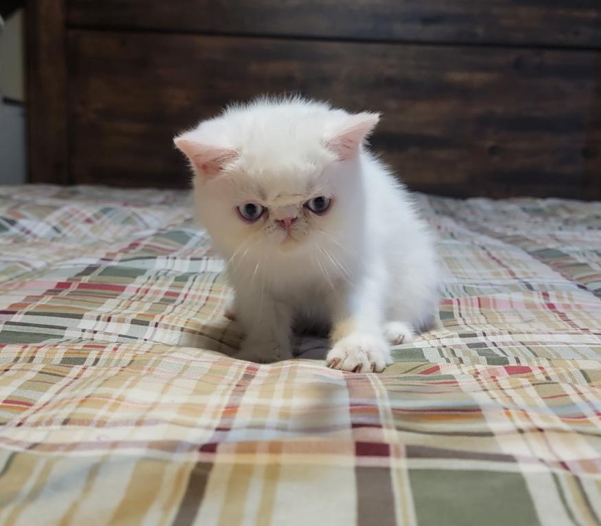 BLUE EYED WHITE EXOTIC SHORTHAIR BABY BOY CFA REG photo 2