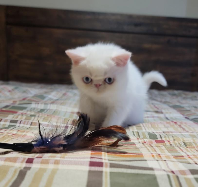BLUE EYED WHITE EXOTIC SHORTHAIR BABY BOY CFA REG photo 6