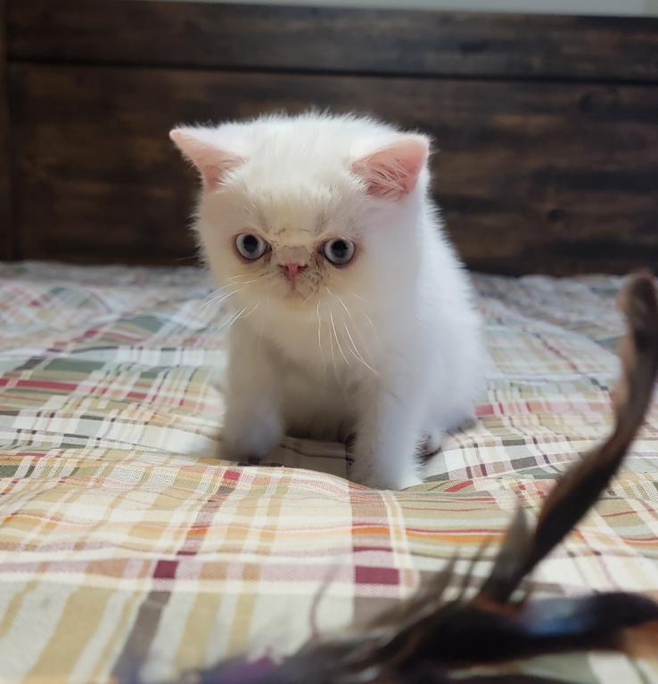 BLUE EYED WHITE EXOTIC SHORTHAIR BABY BOY CFA REG photo 4