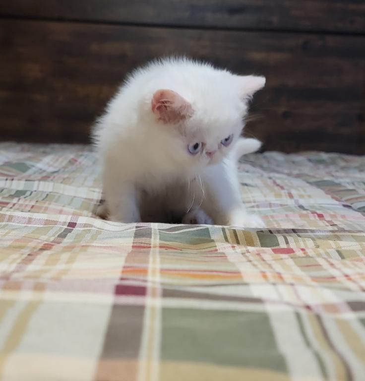 BLUE EYED WHITE EXOTIC SHORTHAIR BABY BOY CFA REG photo 1