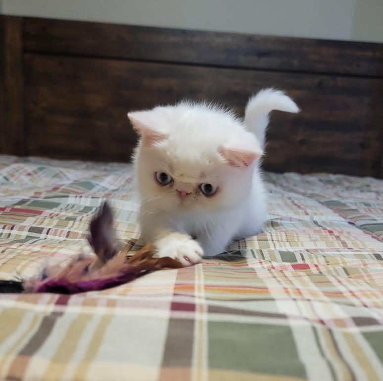 BLUE EYED WHITE EXOTIC SHORTHAIR BABY BOY CFA REG photo 7