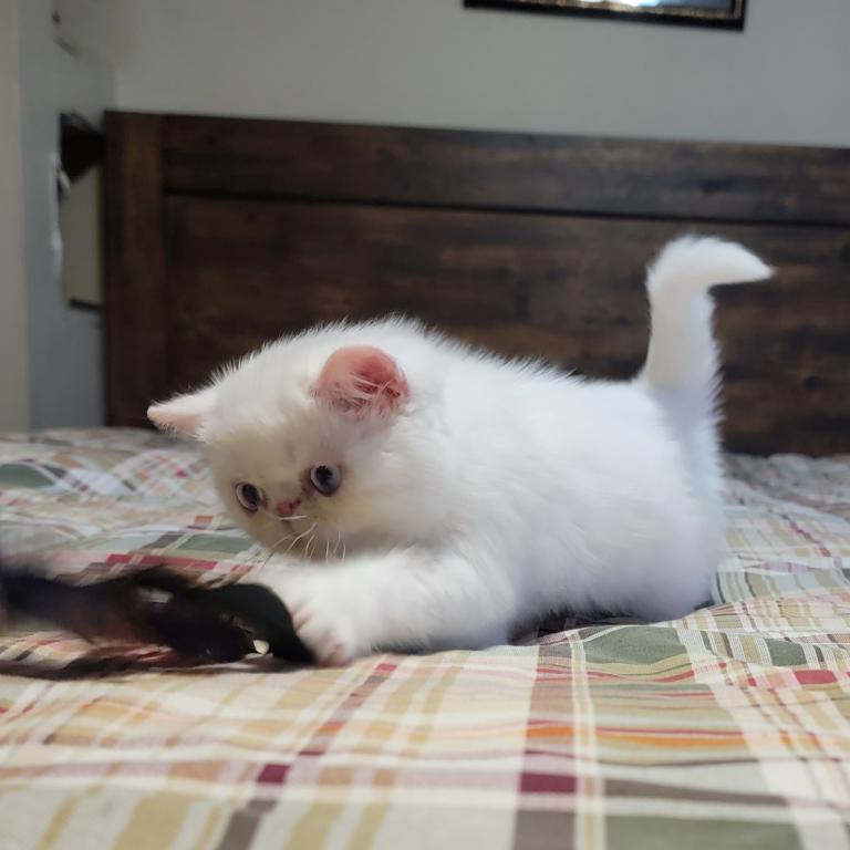 BLUE EYED WHITE EXOTIC SHORTHAIR BABY BOY CFA REG photo 5
