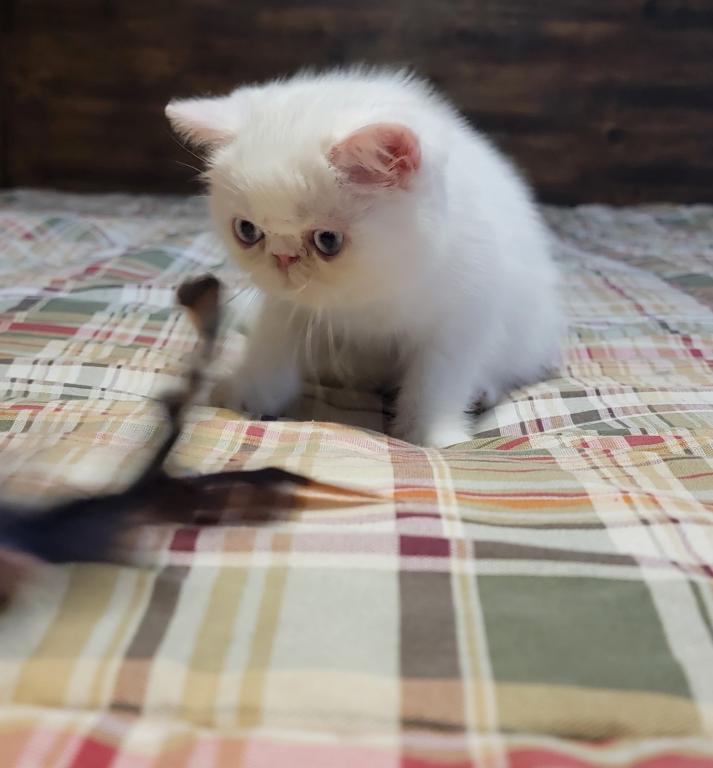 BLUE EYED WHITE EXOTIC SHORTHAIR BABY BOY CFA REG photo 3