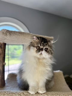 Male Tabby & White