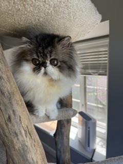 Male Tabby & White photo 2