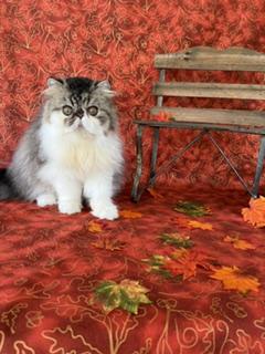 Male Tabby & White
