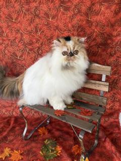 Persian Female