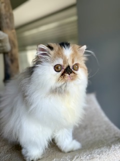 Persian Female photo 4