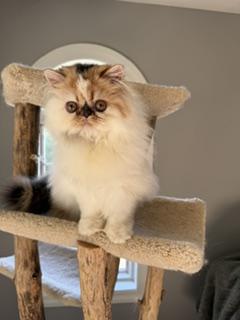 Persian Female photo 6