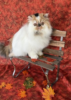Persian Female photo 2