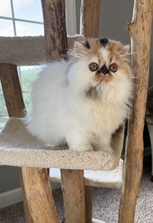 Persian Female