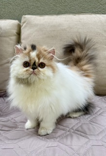 Persian Female photo 7