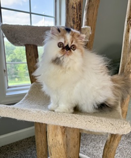 Persian Female photo 2