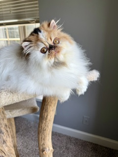 Persian Female photo 3