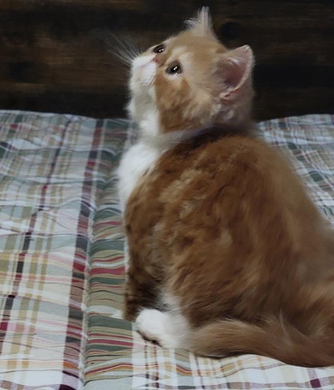 CFA RED CLASSIC TABBY & WHITE EXOTIC photo 2