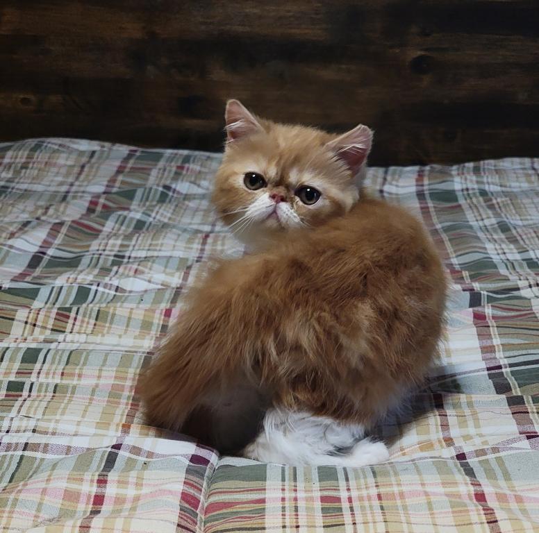 CFA RED CLASSIC TABBY & WHITE EXOTIC photo 1