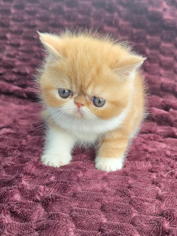 CFA RED CLASSIC TABBY & WHITE EXOTIC photo 7