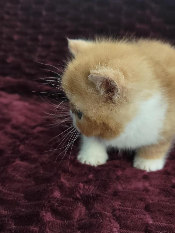CFA RED CLASSIC TABBY & WHITE EXOTIC photo 8
