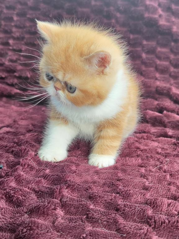 CFA RED CLASSIC TABBY & WHITE EXOTIC photo 5