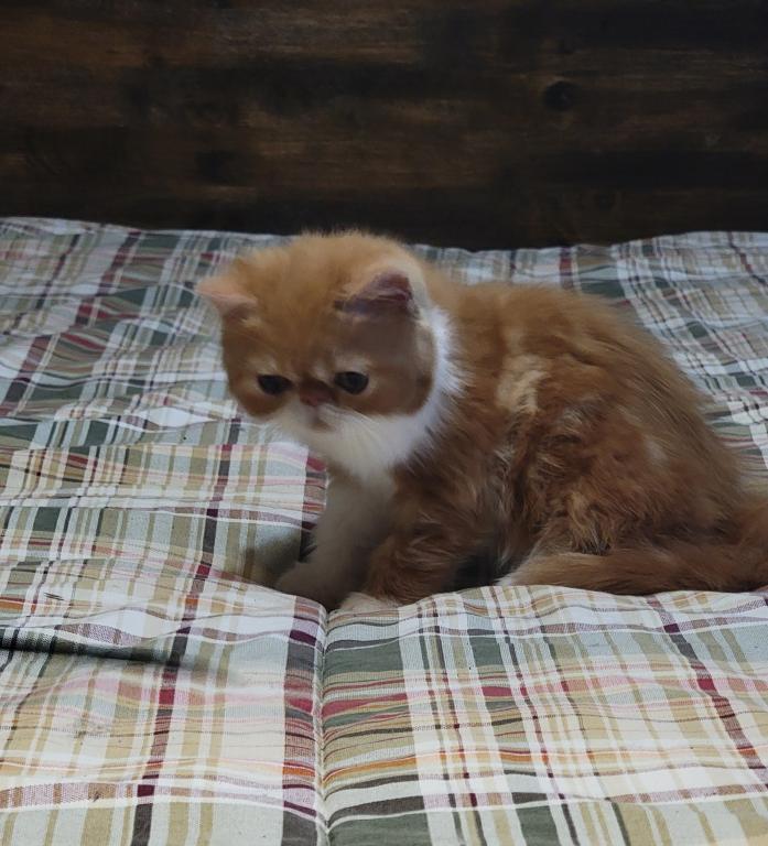 CFA RED CLASSIC TABBY & WHITE EXOTIC photo 3