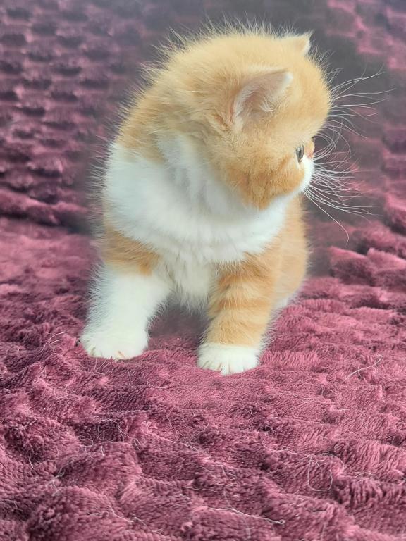 CFA RED CLASSIC TABBY & WHITE EXOTIC photo 6
