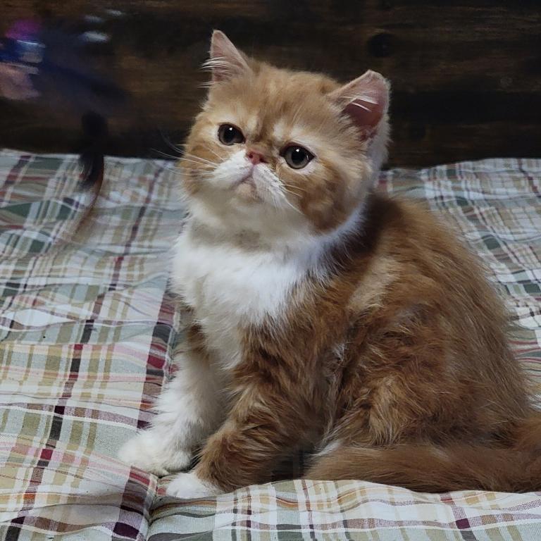 CFA RED CLASSIC TABBY & WHITE EXOTIC photo 4
