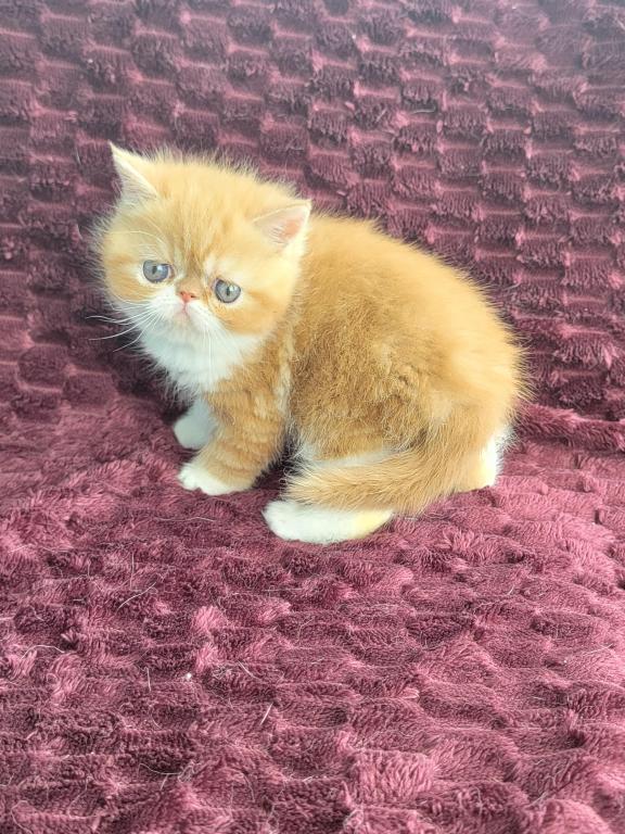 PENDING RED CLASSIC TABBY & WHITE EXOTIC photo 6