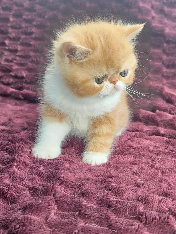 PENDING RED CLASSIC TABBY & WHITE EXOTIC photo 2
