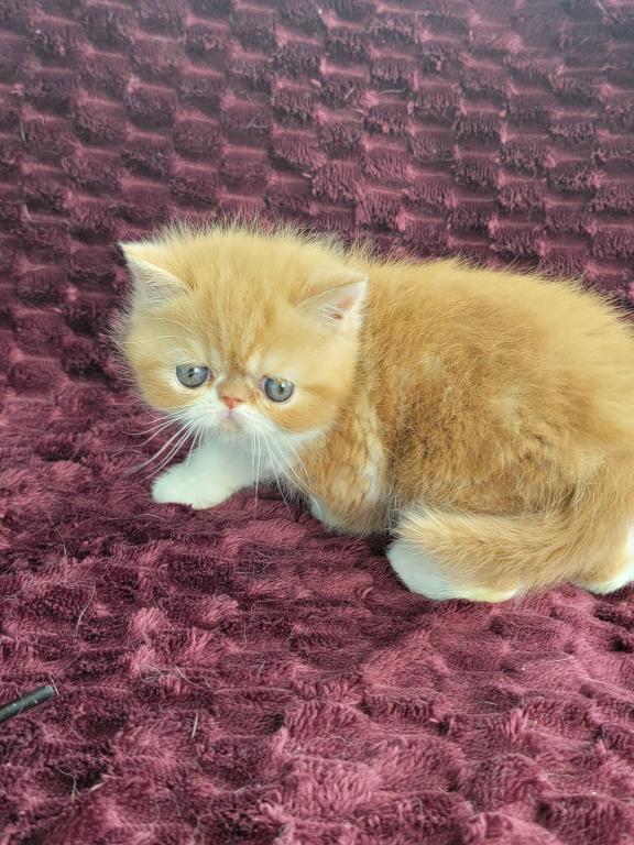 PENDING RED CLASSIC TABBY & WHITE EXOTIC photo 5