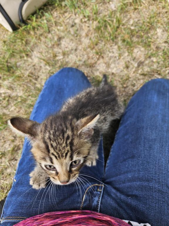 Bengal X Maine Coon Kittens photo 13
