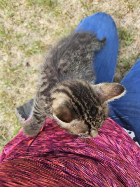 Bengal X Maine Coon Kittens photo 15